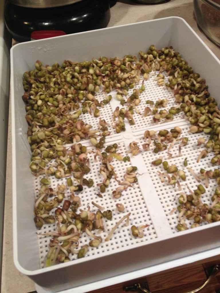 Sprouted mung beans