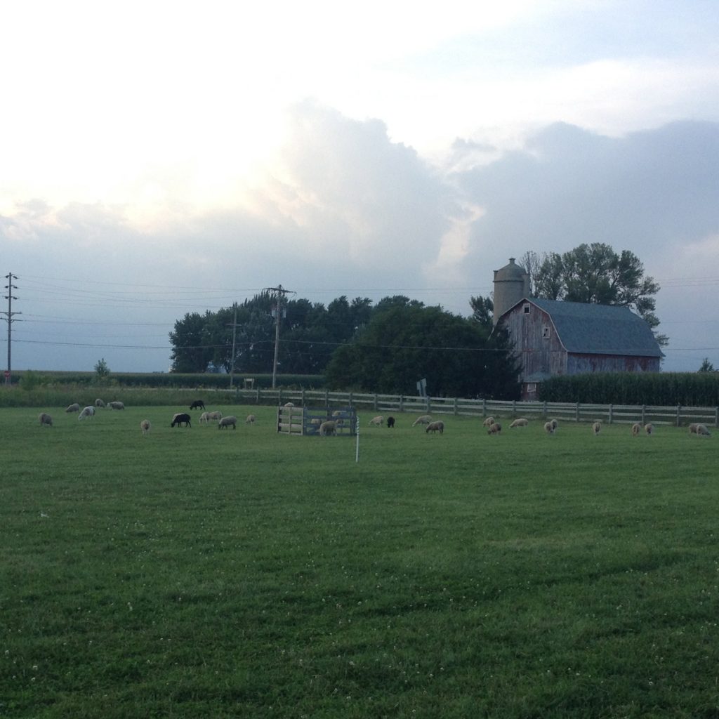 Sheep Grazing The Evening Before The Trial.