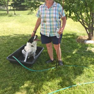 After The Runs Were Done, Judge Lori Perry Put Her Dog Cricket Through The Course. Lots Of Handling Tips Learned Here.