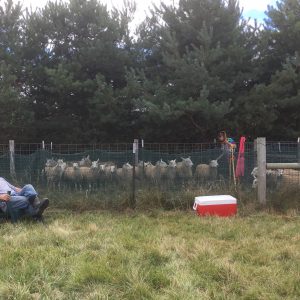 Don, Taking A Break From Working In The Set Out Pens.