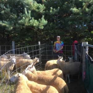 Lynn Crowell Working In The Set Out Pens.