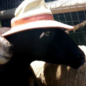 At Every Trial, There Is Always One Sheep That Shows Up In A Hat. This Year It Was The Black Hawaiian Sheep, Hank.