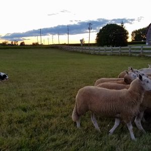Woody Putting The Sheep Away At The End Of The Day.