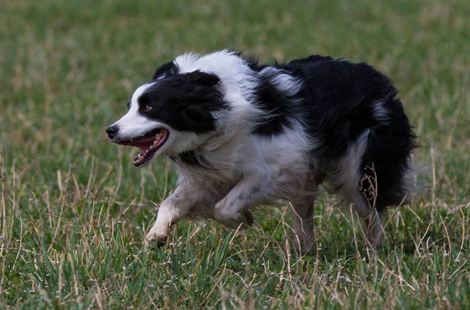 Laughing Frog Farm Sheep Dog Trial