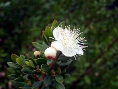 myrtle bloom