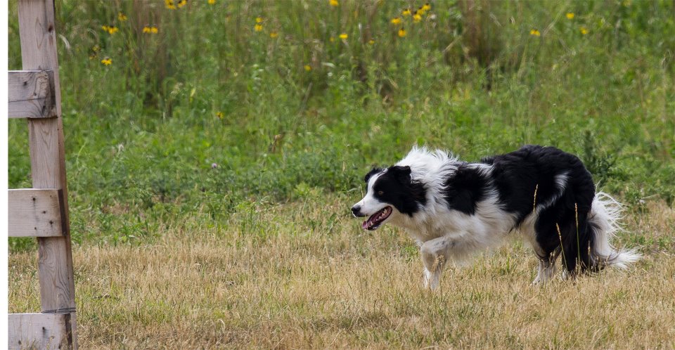 woodyherding